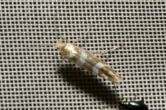 Argyresthia goedartella