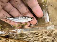 Parachela oxygastroides