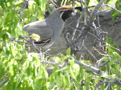 Callipepla gambelii