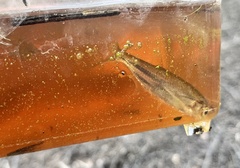 Parachela oxygastroides