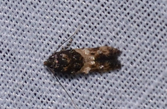 Walshia miscecolorella