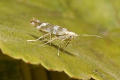 Argyresthia goedartella