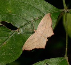Timandra amaturaria