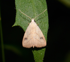 Rivula propinqualis