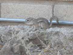 Ammospermophilus harrisii