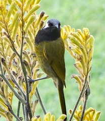 Nesoptilotis leucotis