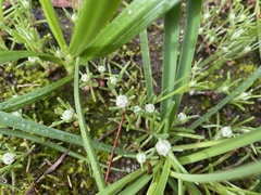 Siloxerus multiflorus