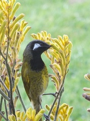 Nesoptilotis leucotis