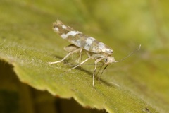 Argyresthia goedartella