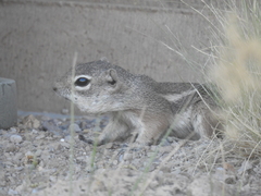 Ammospermophilus harrisii
