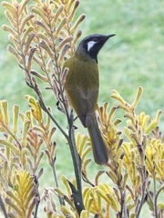 Nesoptilotis leucotis