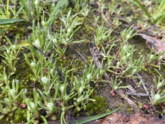 Siloxerus multiflorus