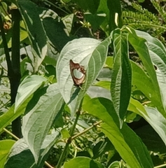 Polyura athamas