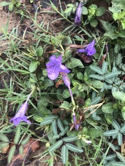 Ruellia nudiflora