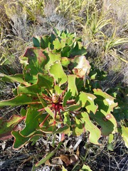Protea cynaroides