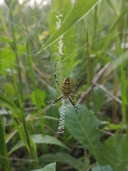 Argiope bruennichi