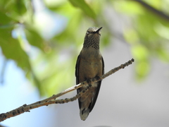 Selasphorus platycercus