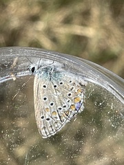 Polyommatus icarus