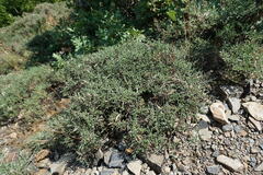Genista verae