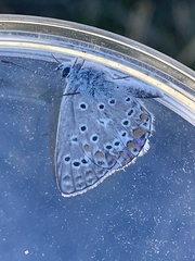 Polyommatus icarus