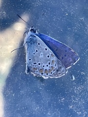 Polyommatus icarus