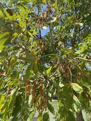 Fraxinus excelsior