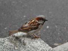 Passer domesticus