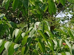 Polyura athamas