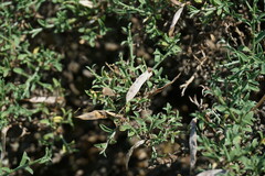 Genista verae