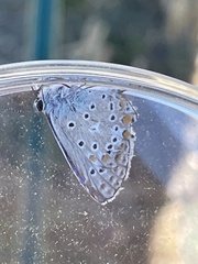 Polyommatus icarus