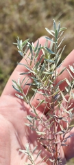 Artemisia dracunculus glauca