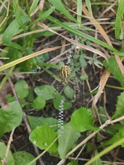 Argiope bruennichi