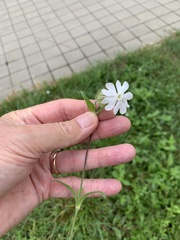 Silene latifolia alba