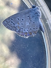 Polyommatus icarus