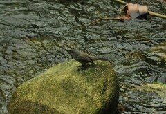 Serpophaga nigricans
