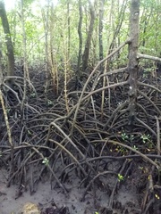 Rhizophora mucronata