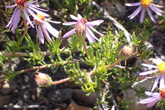 Felicia filifolia