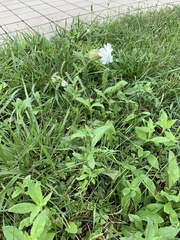 Silene latifolia alba