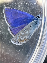 Polyommatus icarus