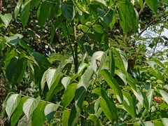 Polyura athamas