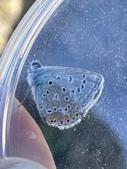 Polyommatus icarus