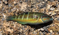 Thalassoma pavo