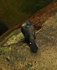 Serpophaga nigricans