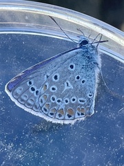 Polyommatus icarus