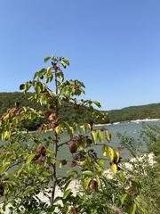 Paliurus spina-christi