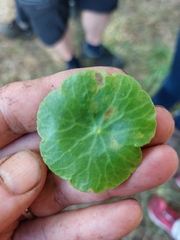 Hydrocotyle vulgaris