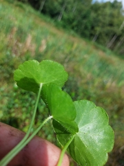 Hydrocotyle vulgaris