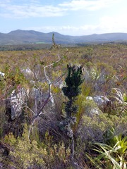 Phaenocoma prolifera