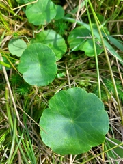 Hydrocotyle vulgaris