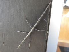 Parabacillus hesperus